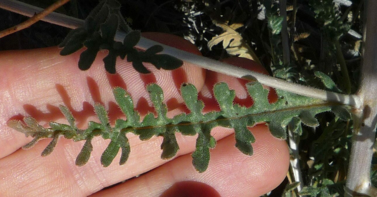 High Resolution Mentzelia veatchiana Leaf